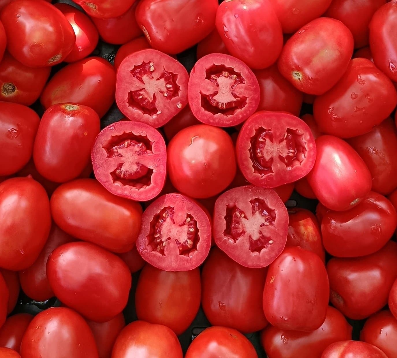 Freiland Roma-Buschtomate, für Sala und Ketchup geeignet