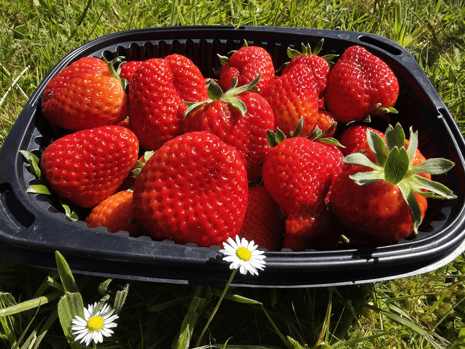 Erdbeeren 500g Schale